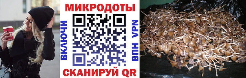 Купить  Североморск  Галлюциногенные грибы Psilocybe 